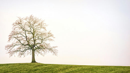The Power of Now: Make Every Moment Count