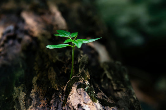 New branch blossoming from a tree