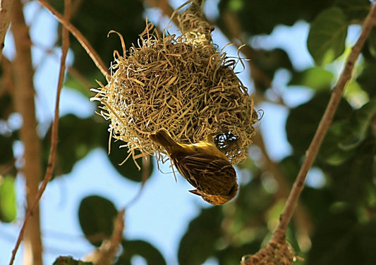 A bird building a nest