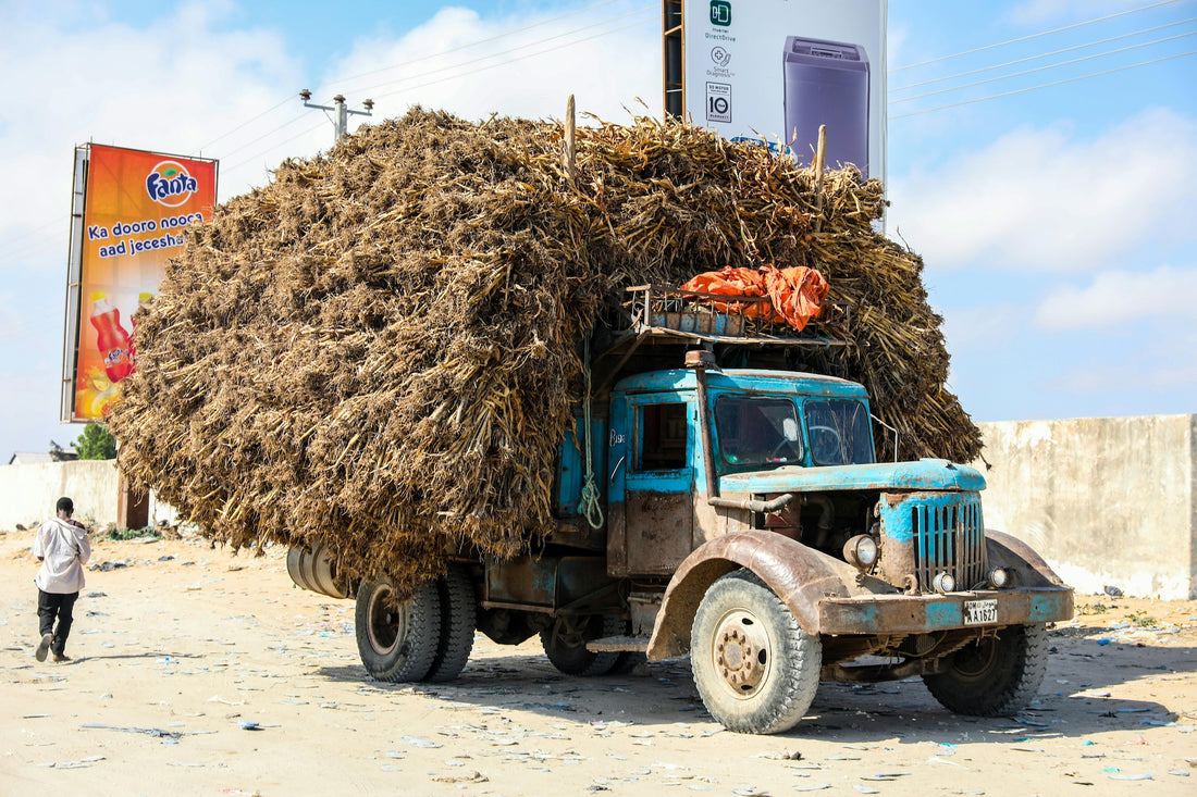 Truck overfilled with shrubs