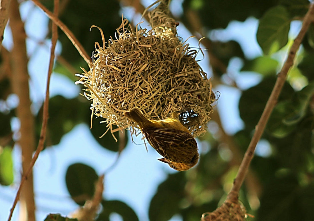 A bird building a nest