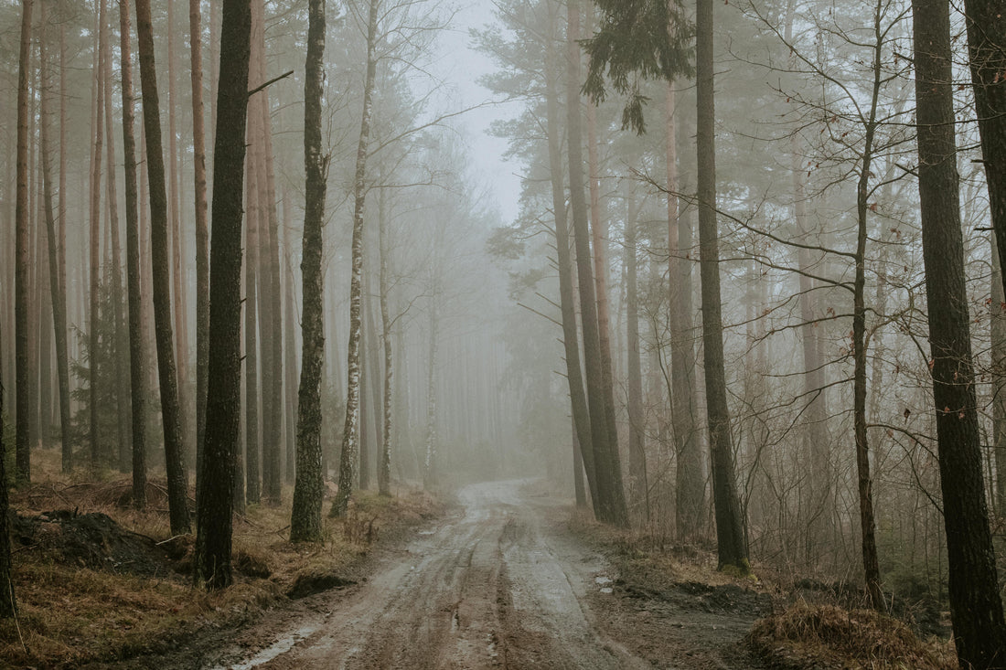Foggy path in the forest