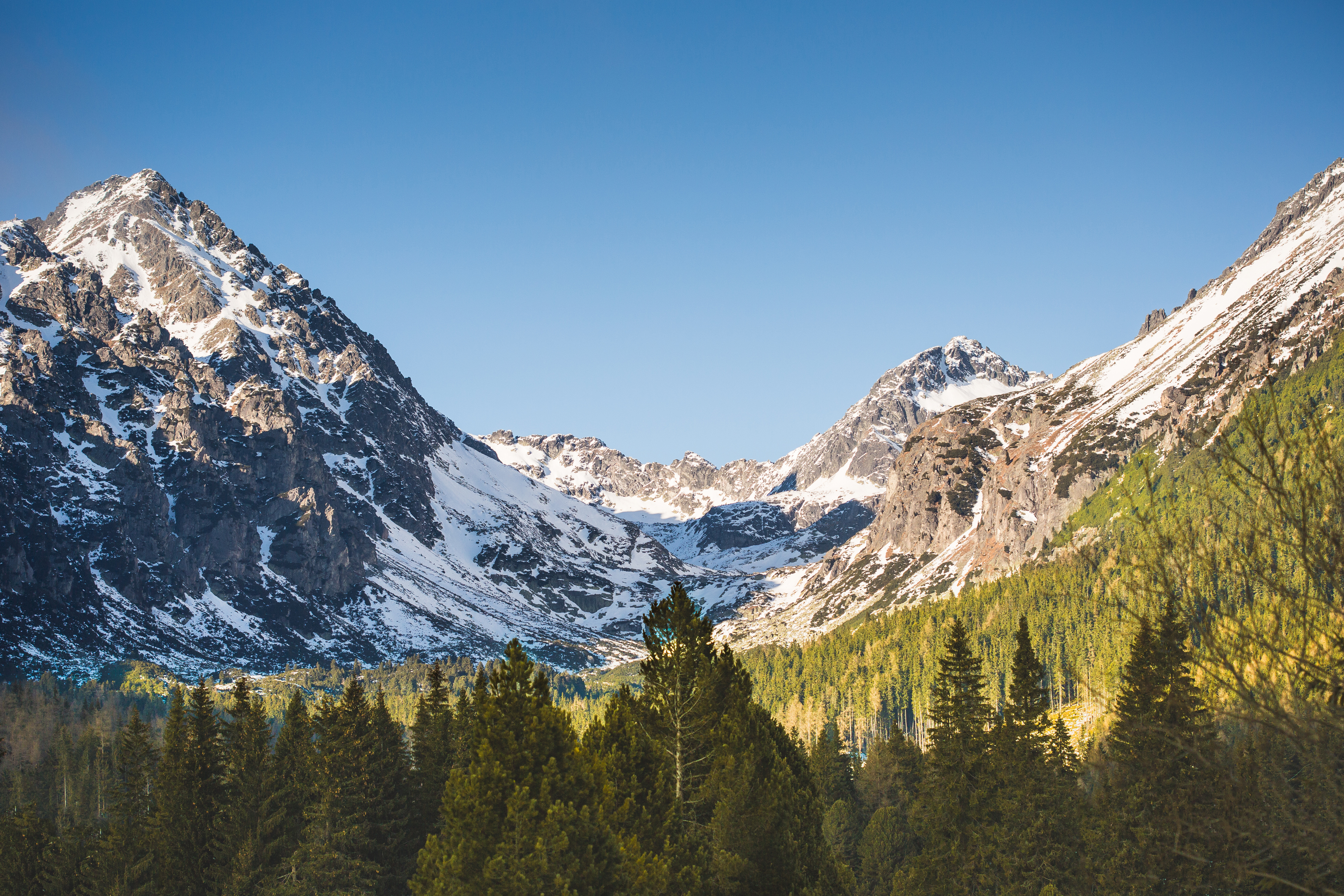 Image of snowy mountains lined with trees at the bottom